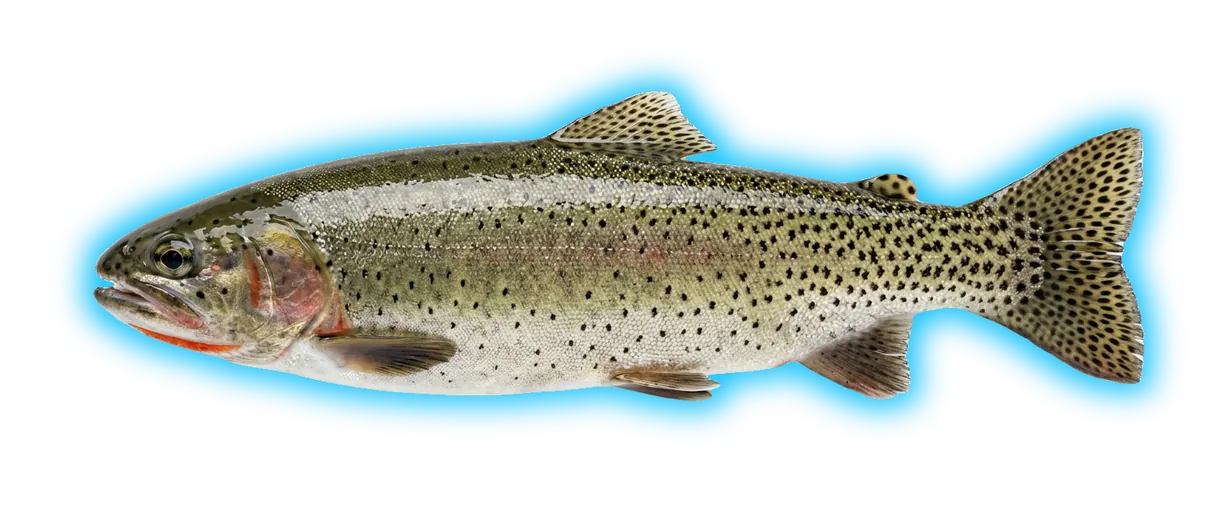 Cutthroat Trout (Oncorhynchus clarkii)