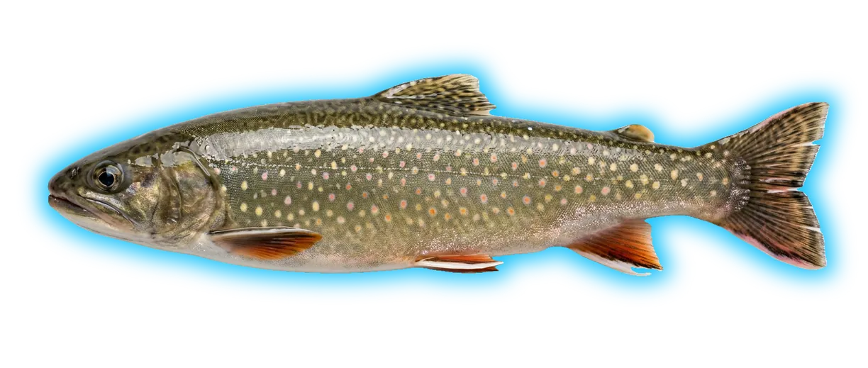 Dolly Varden (Hepatus epheliticus)