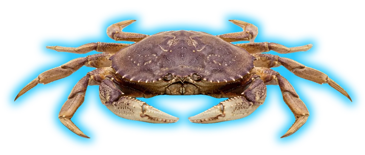 Dungeness Crab (Metacarcinus magister)