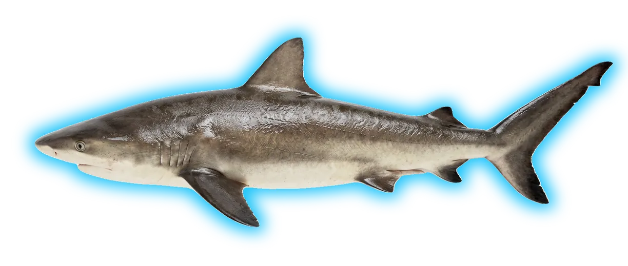 Dusky Shark (Carcharhinus obscurus)