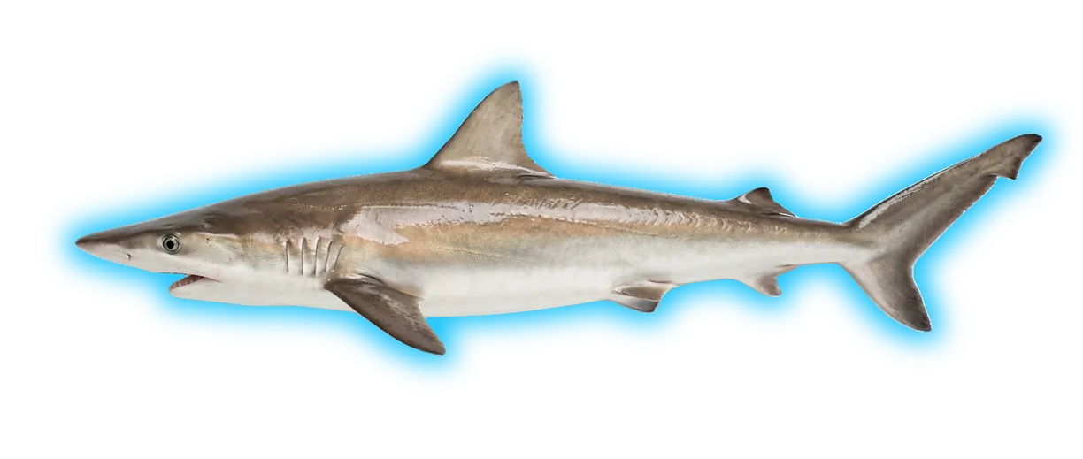 Finetooth Shark (Carcharhinus isodon)