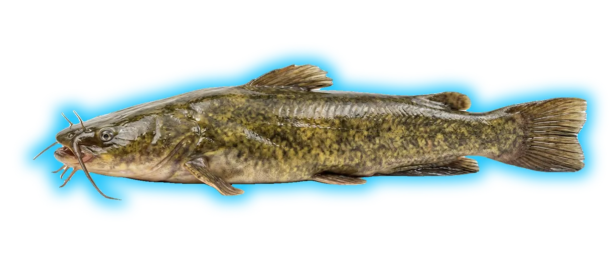Flathead Catfish (Pylodictis olivaris)
