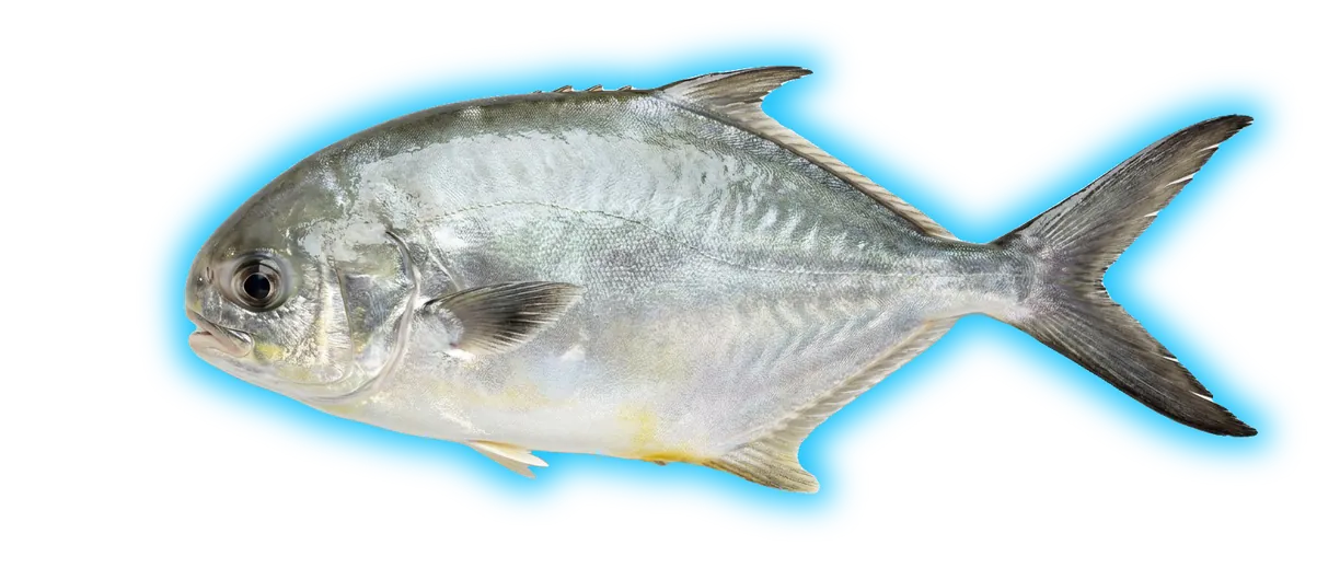 Florida Pompano (Trachinotus carolinus)