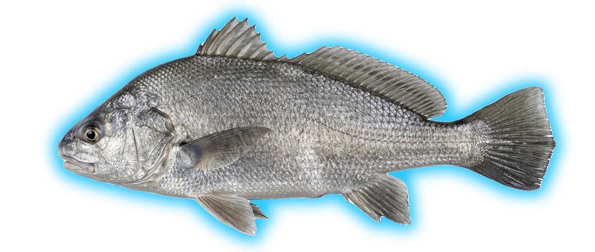 Freshwater Drum (Aplodinotus grunniens)