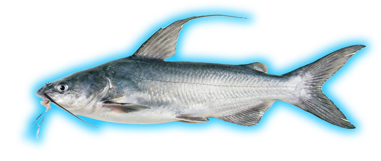Gafftopsail Catfish (Bagre marinus)
