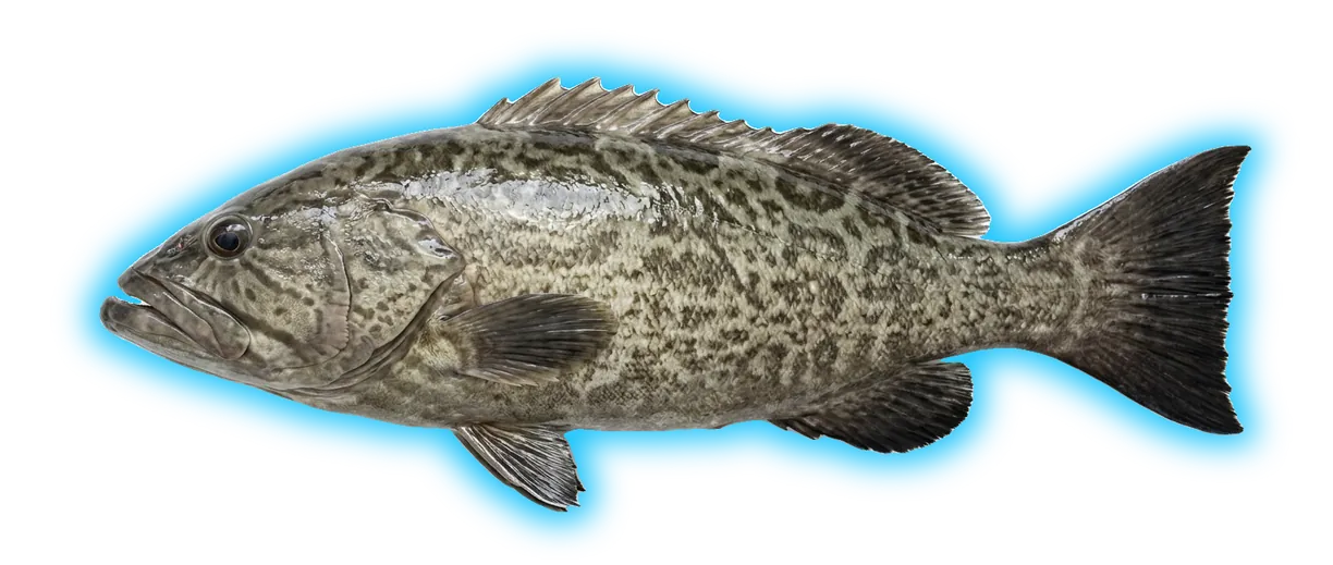 Gag Grouper (Mycteroperca microlepis)