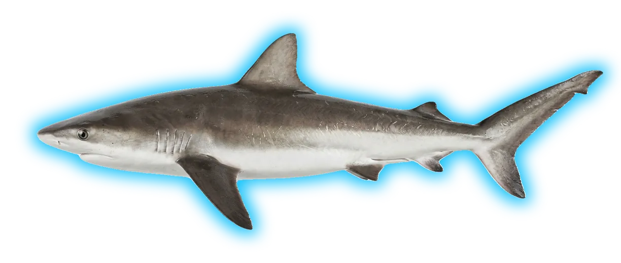 Galapagos Shark (Carcharhinus galapagensis)