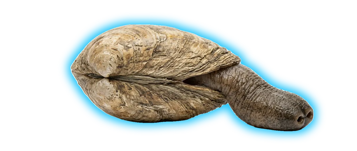 Gaper Clam