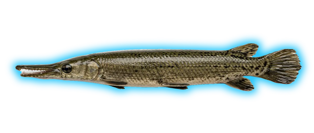 Gar (Lepisosteus/Atractosteus spp.)
