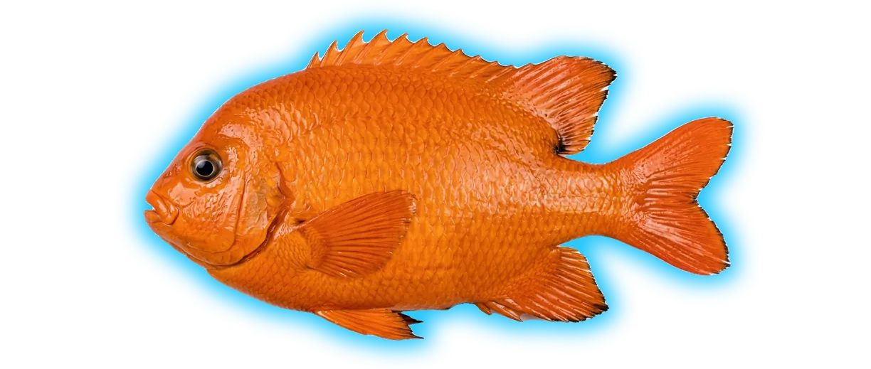 Garibaldi (Chrysomus ruficapillus)