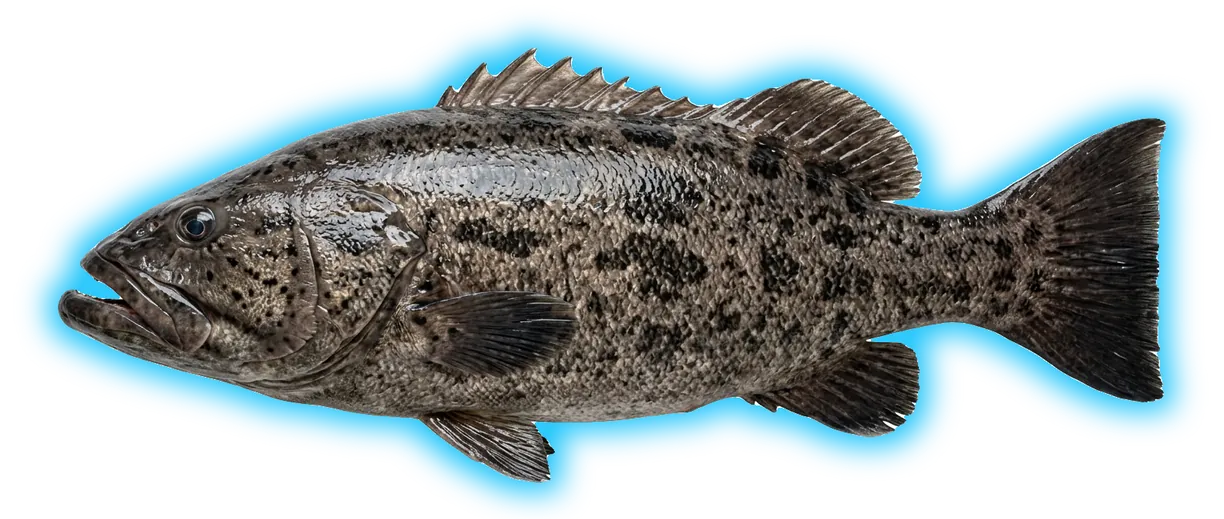 Giant Sea Bass