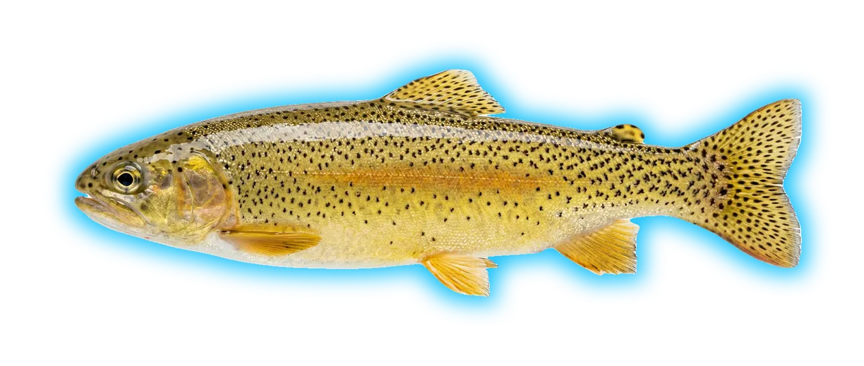 Gila Trout (Oncorhynchus gilae)
