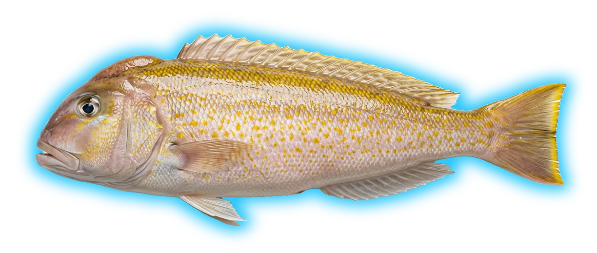 Golden Tilefish (Lopholatilus chamaeleonticeps)