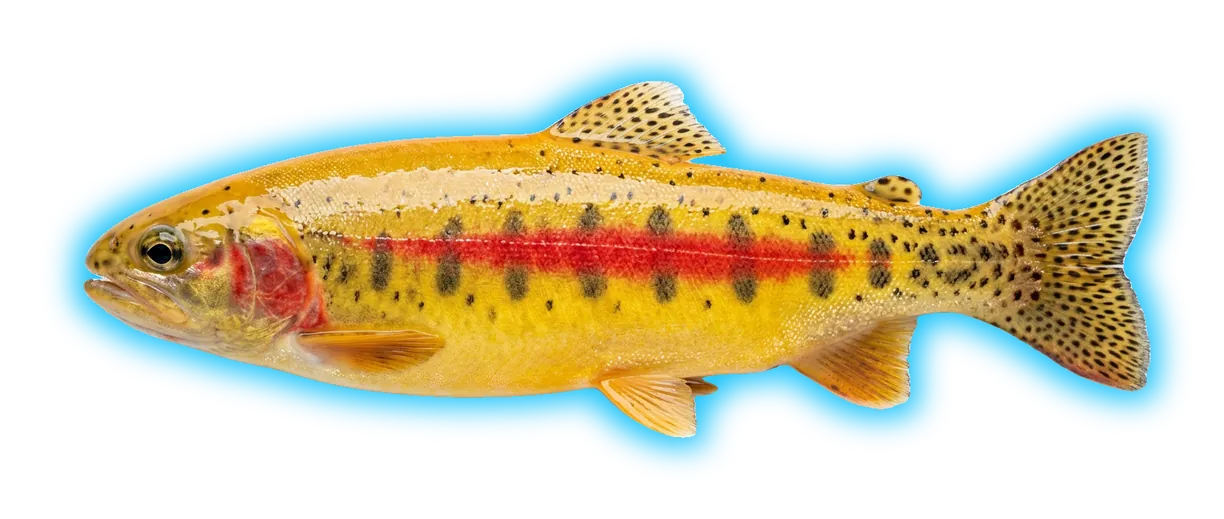 Golden Trout (Oncorhynchus aguabonita)