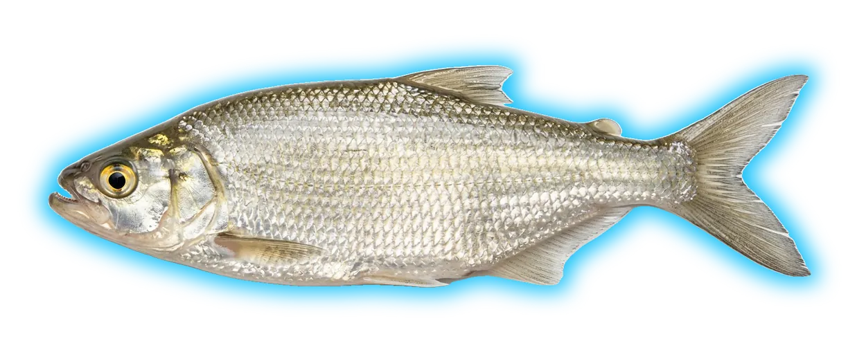 Goldeye (Hiodon alosoides)
