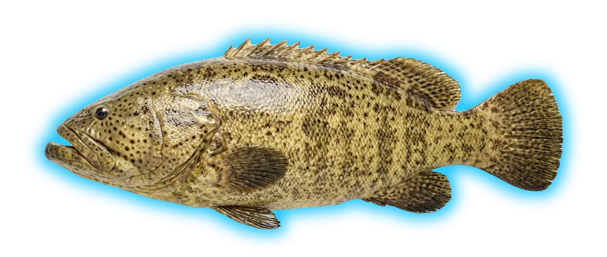 Goliath Grouper (Epinephelus itajara)