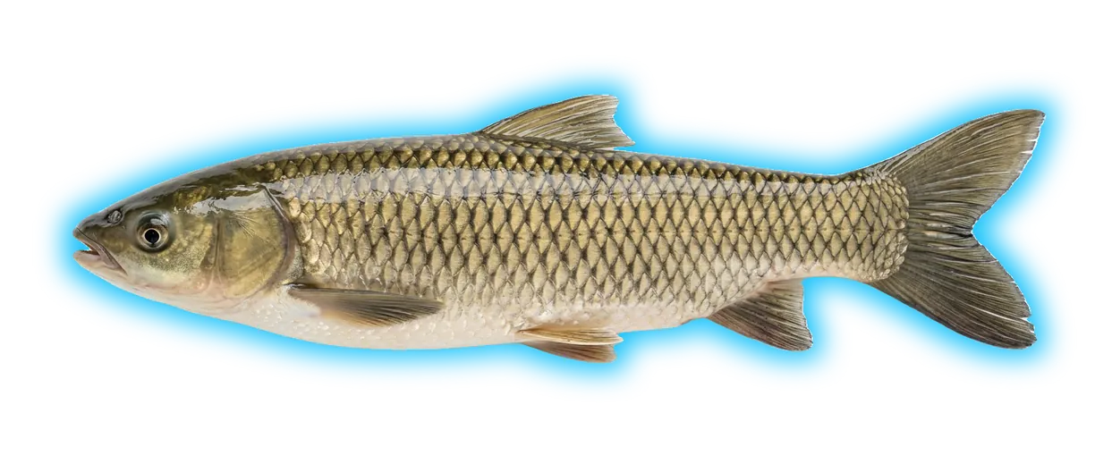 Grass Carp (Axonopus compressus)