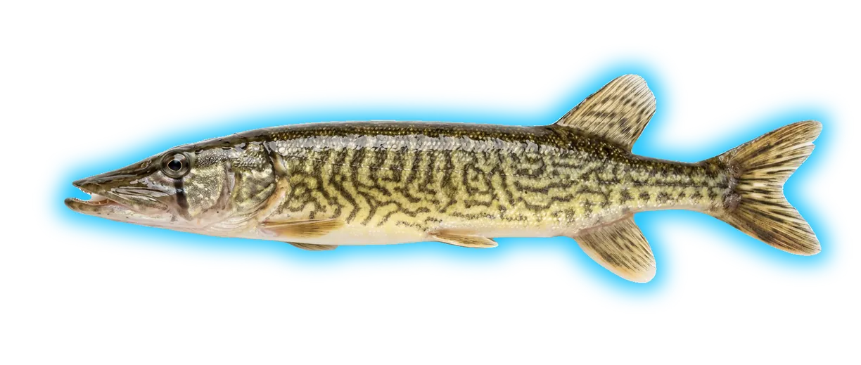 Grass Pickerel
