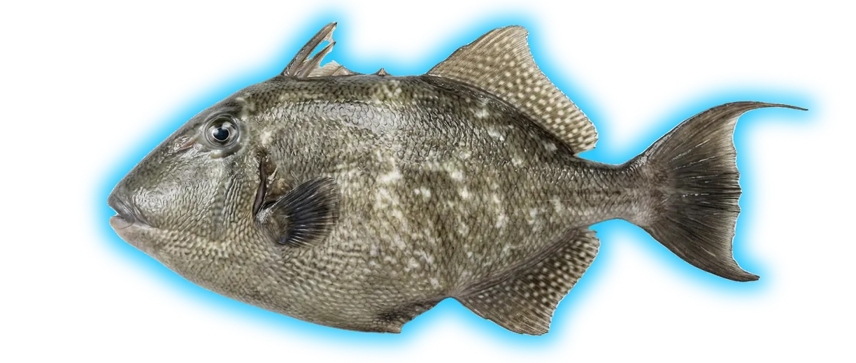 Gray Triggerfish (Balistes capriscus)