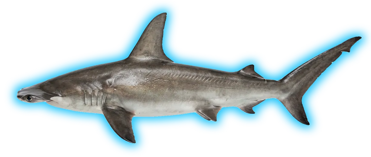 Great Hammerhead Shark (Sphyrna mokarran)