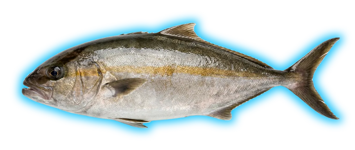 Greater Amberjack (Seriola dumerili)