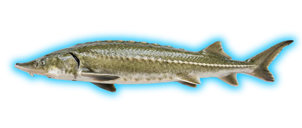 Green Sturgeon (Sinosturio medirostris)