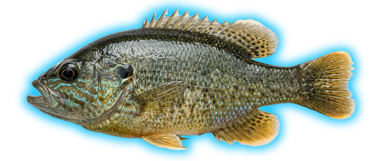 Green Sunfish (Lepomis cyanellus)