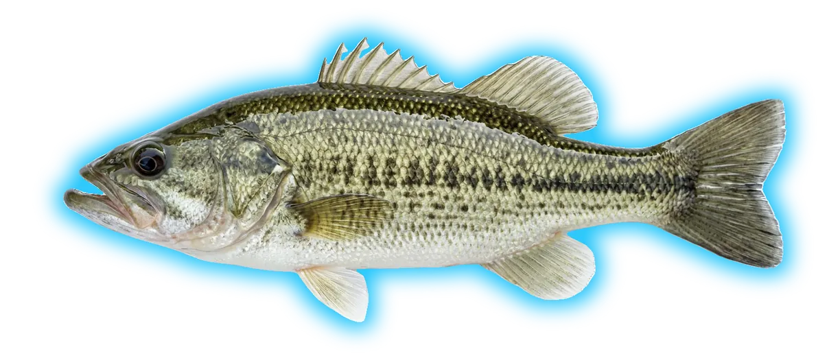 Guadalupe Bass (Micropterus treculii)