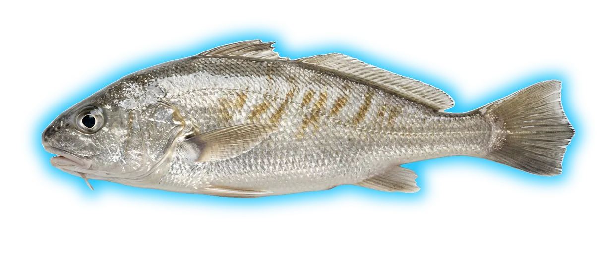 Gulf Croaker