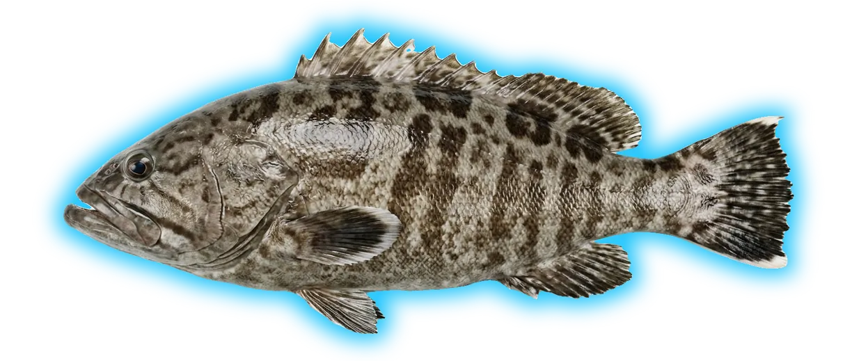 Gulf Grouper (Mycteroperca jordani)