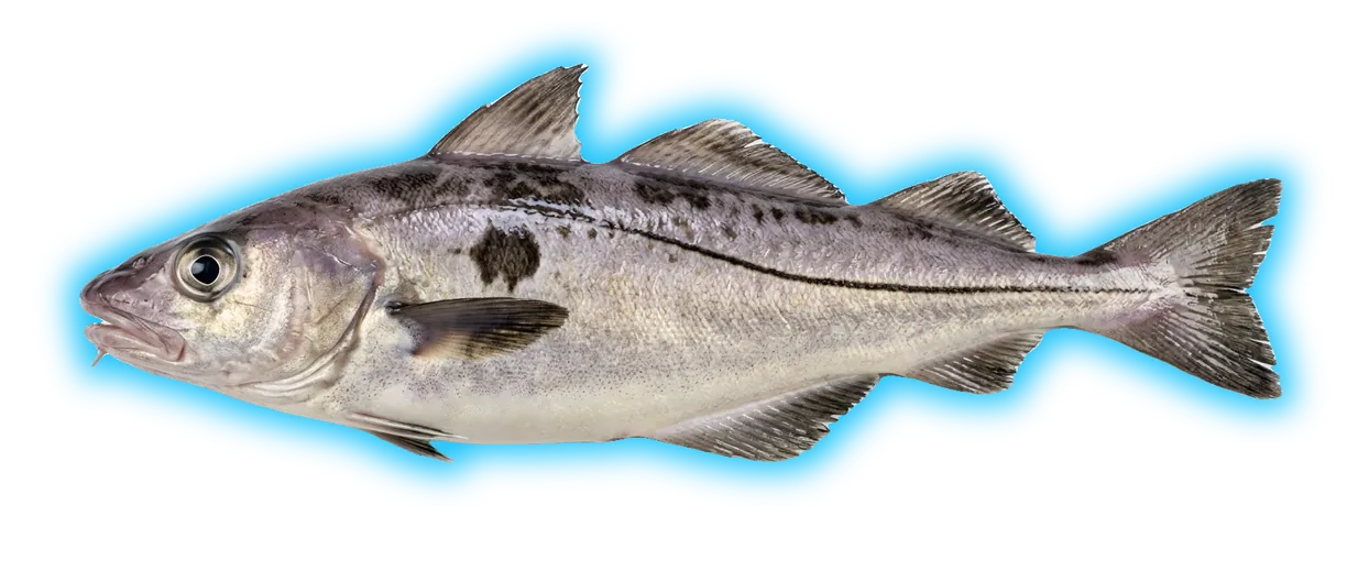 Haddock (Melanogrammus aeglefinus)