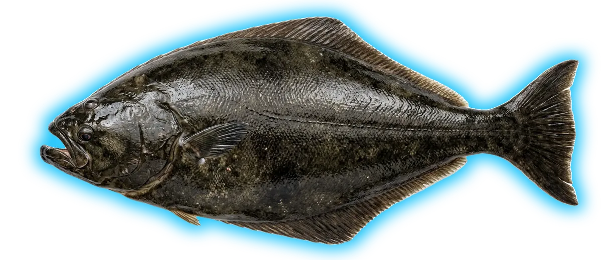 Halibut (Hippoglossus stenolepis / hippoglossus)
