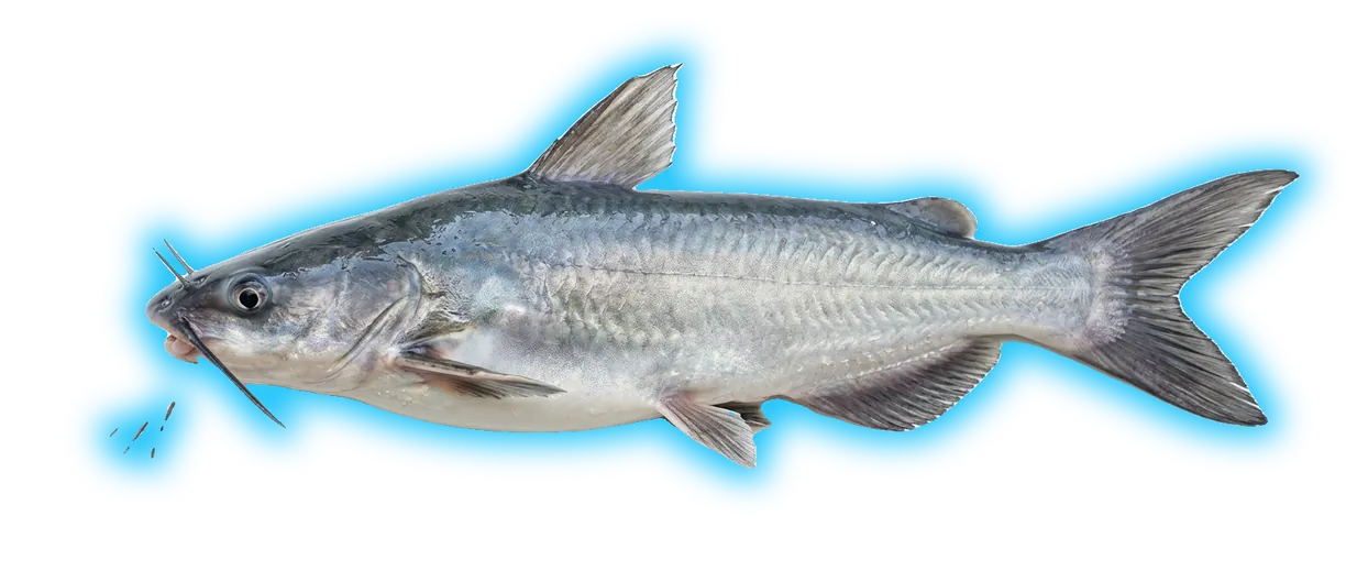 Hardhead Catfish (Ariopsis felis)