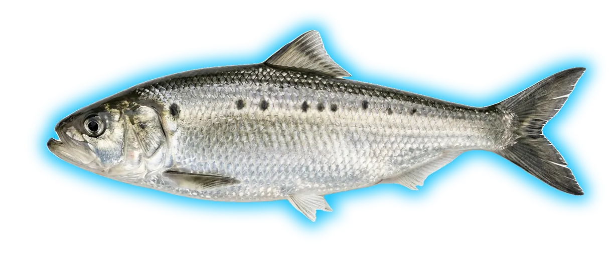 Hickory Shad (Alosa mediocris)