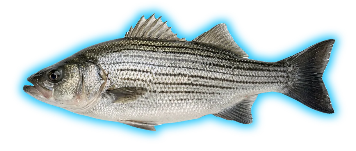 Hybrid Striped Bass (Morone chrysops × Morone saxatilis)