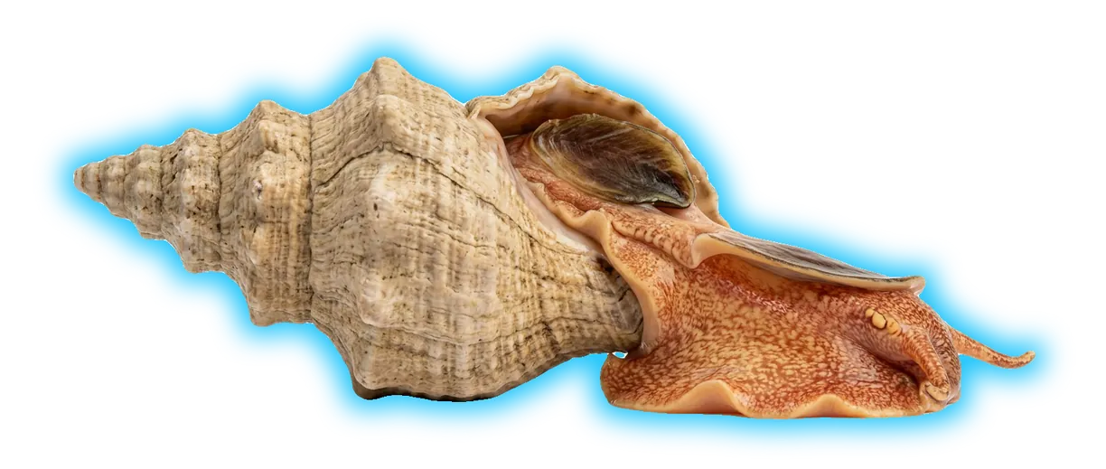 Kellet's Whelk (Kelletia kelletii)