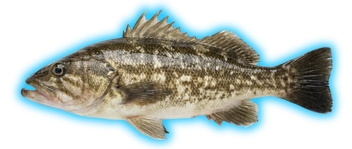 Kelp Bass (Paralabrax clathratus)