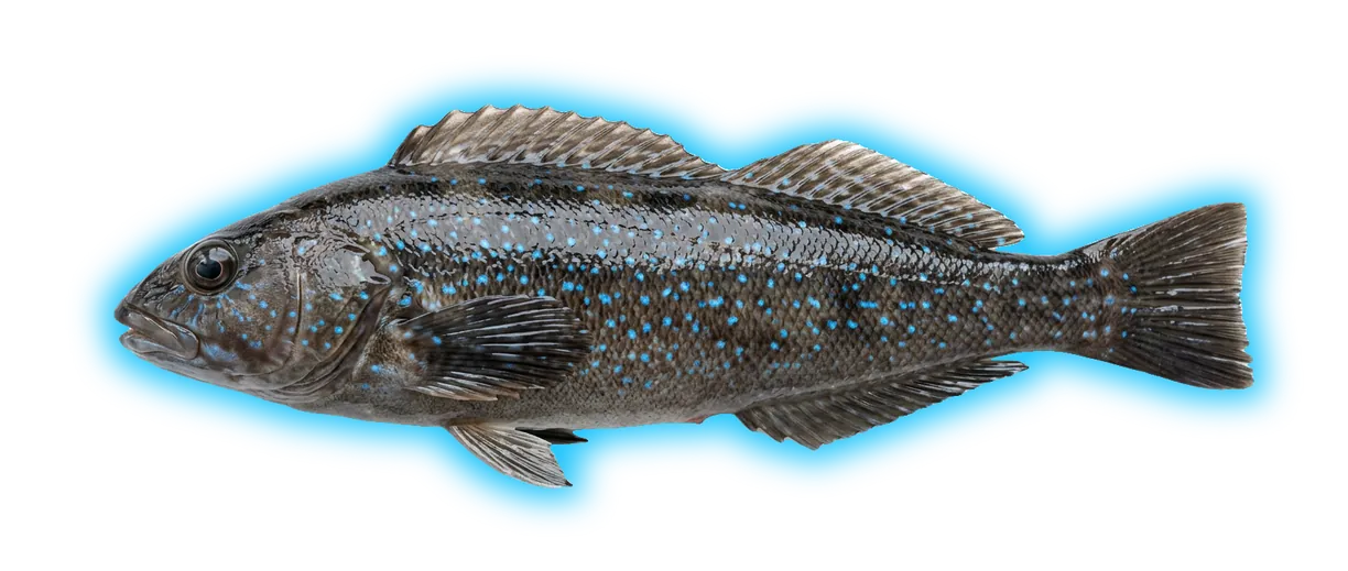 Kelp Greenling (Hexagrammos decagrammus)