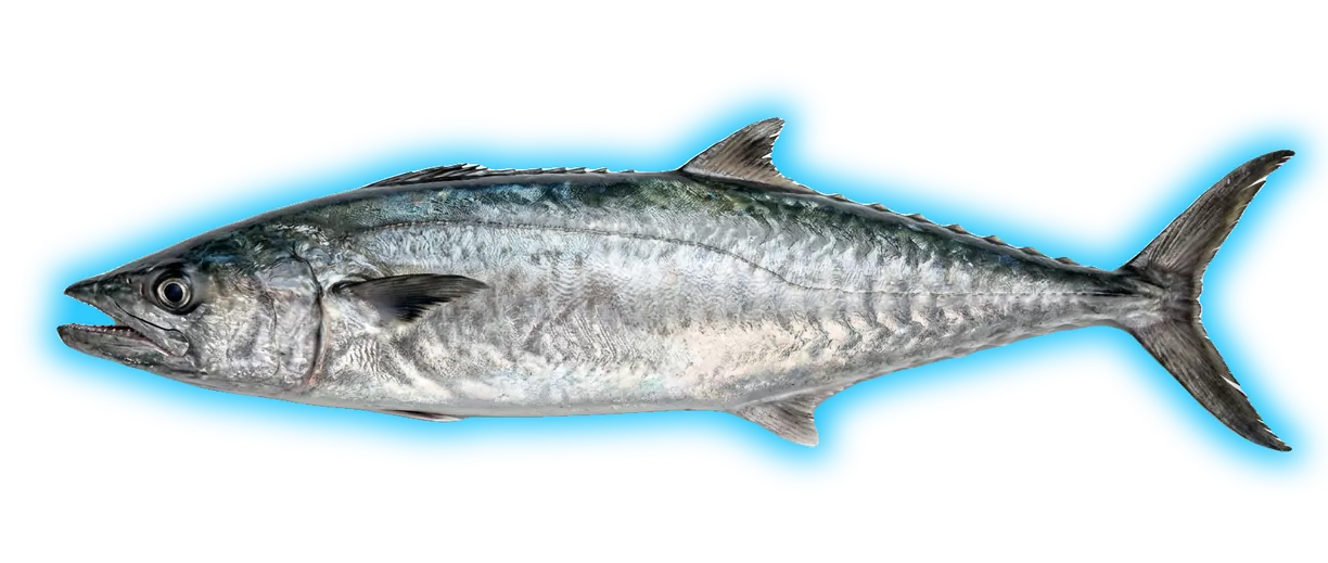 King Mackerel (Scomberomorus cavalla)