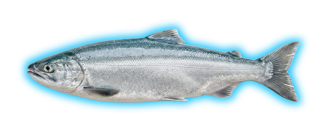 Kokanee Salmon (Oncorhynchus nerka)