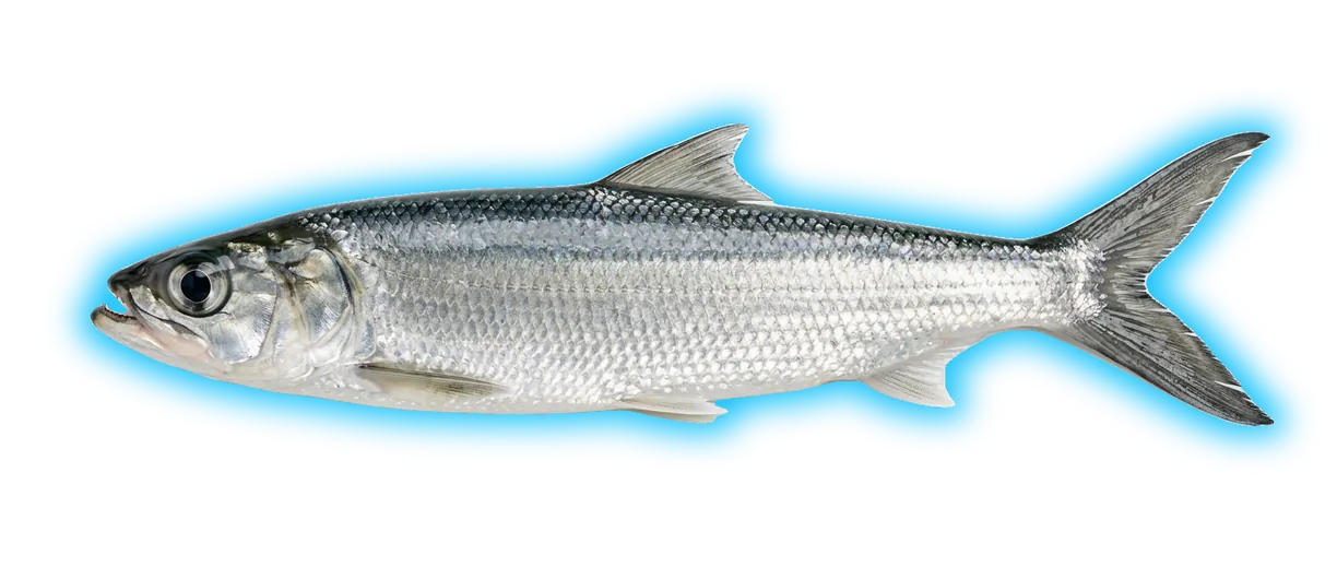 Ladyfish (Elops saurus)
