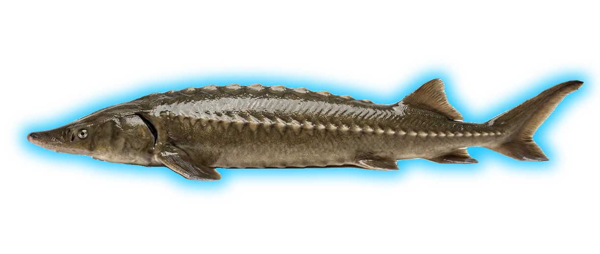 Lake Sturgeon (Huso fulvescens)