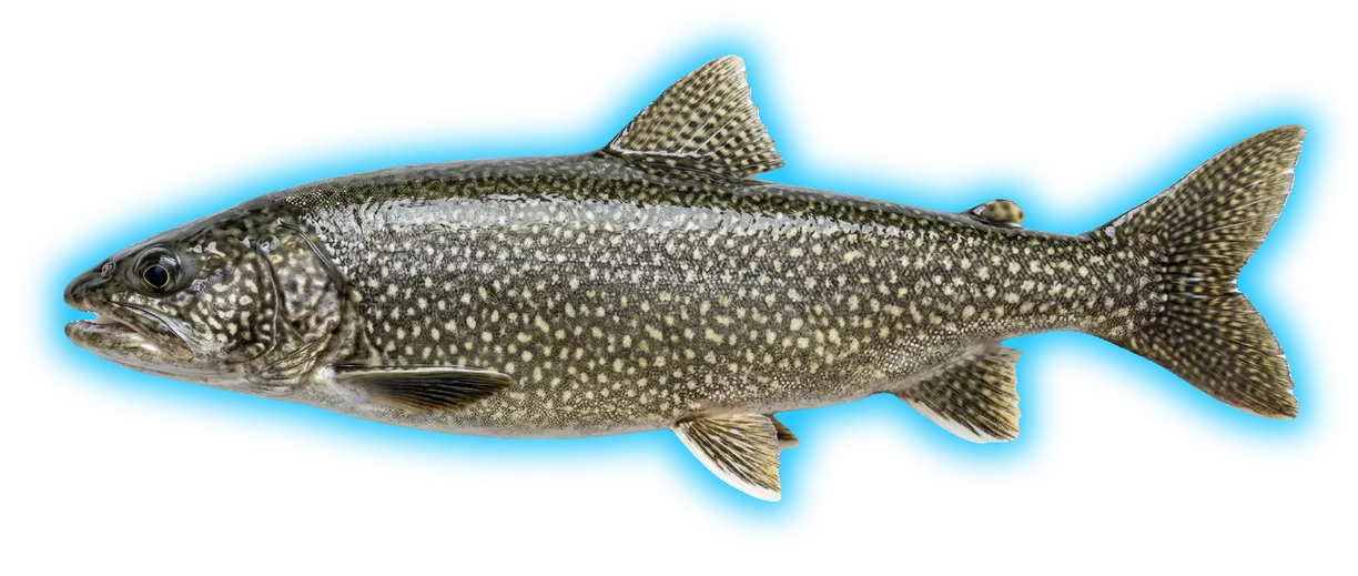 Lake Trout (Salvelinus namaycush)