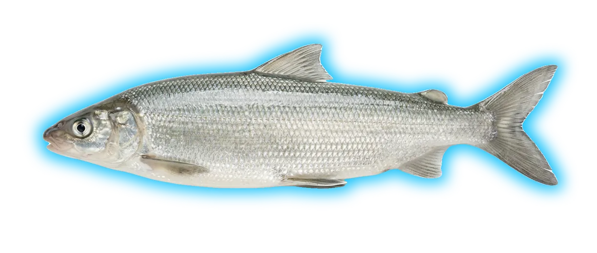 Lake Whitefish (Coregonus clupeaformis)