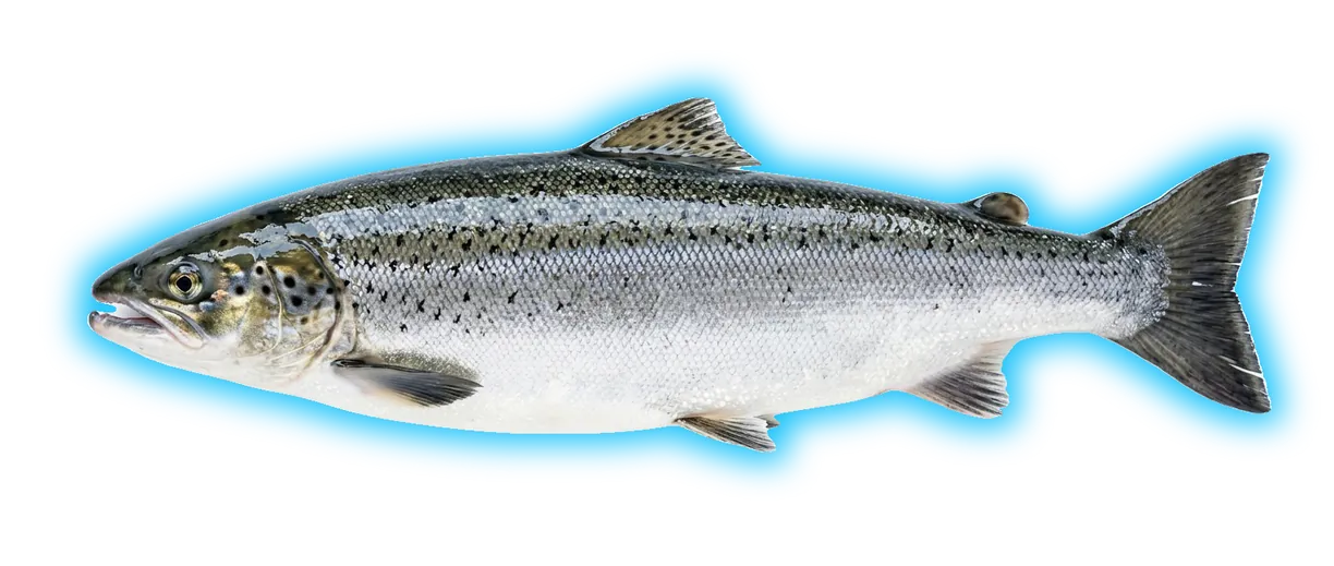 Landlocked Salmon