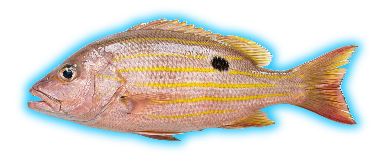 Lane Snapper (Lutjanus synagris)