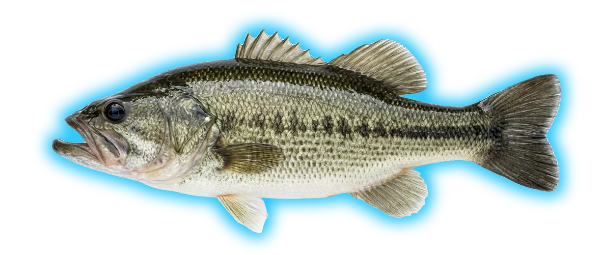 Largemouth Bass (Micropterus salmoides)