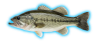 Largemouth Bass