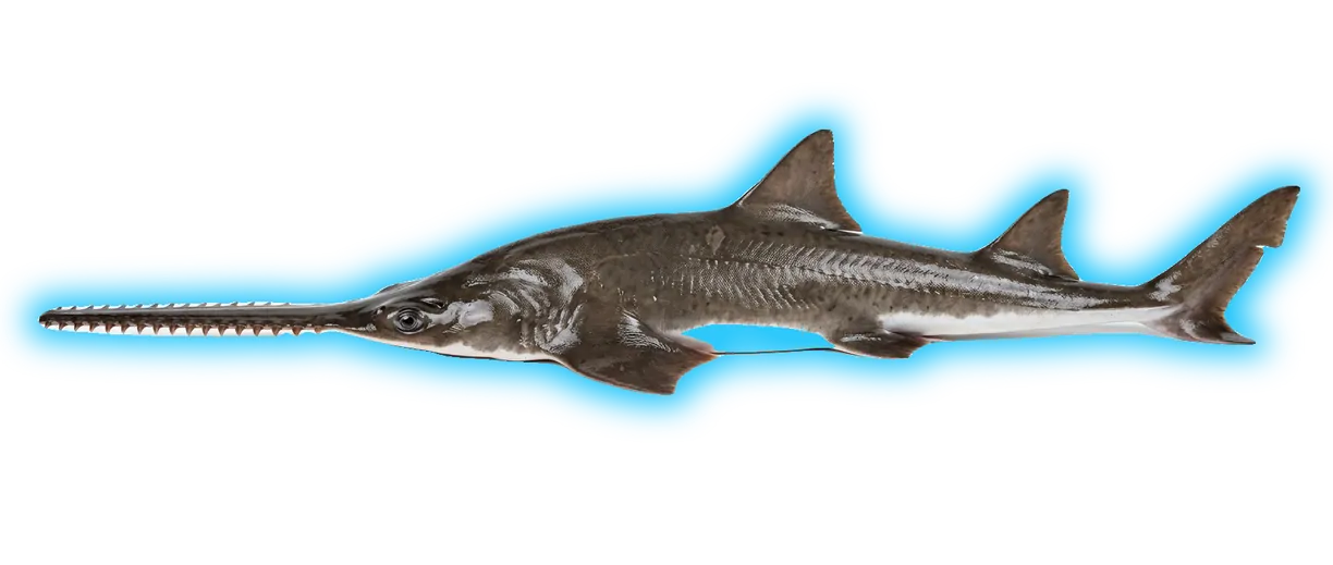 Largetooth Sawfish (Pristis pectinata)