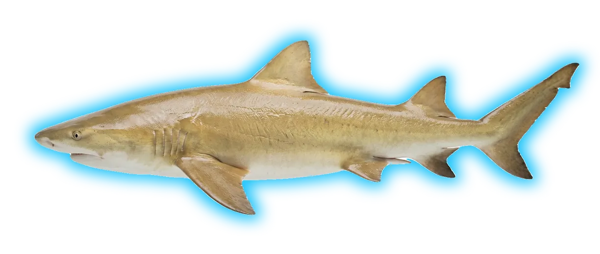 Lemon Shark